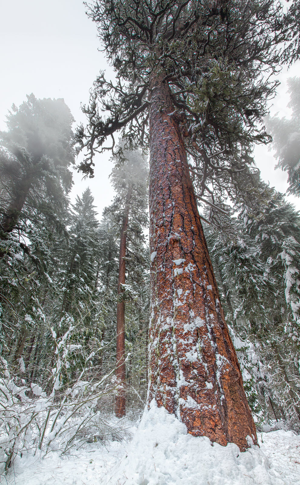 Big Tree, Mt Adams