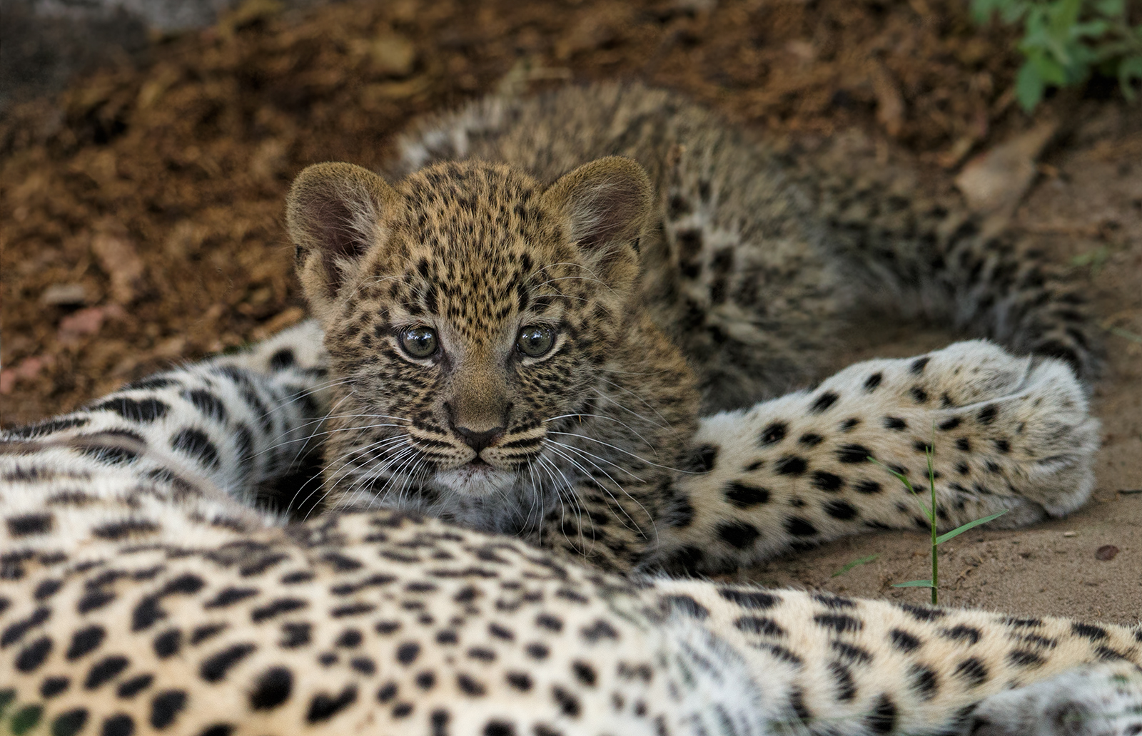 Another Leopard