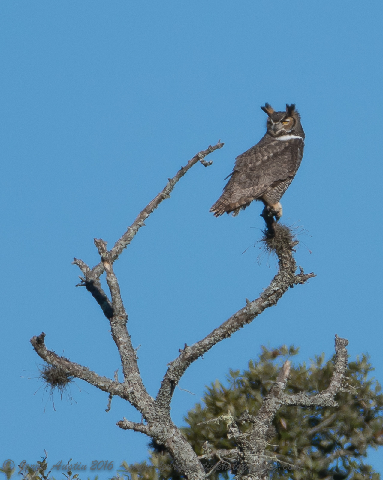 Texas Great Honed Owl