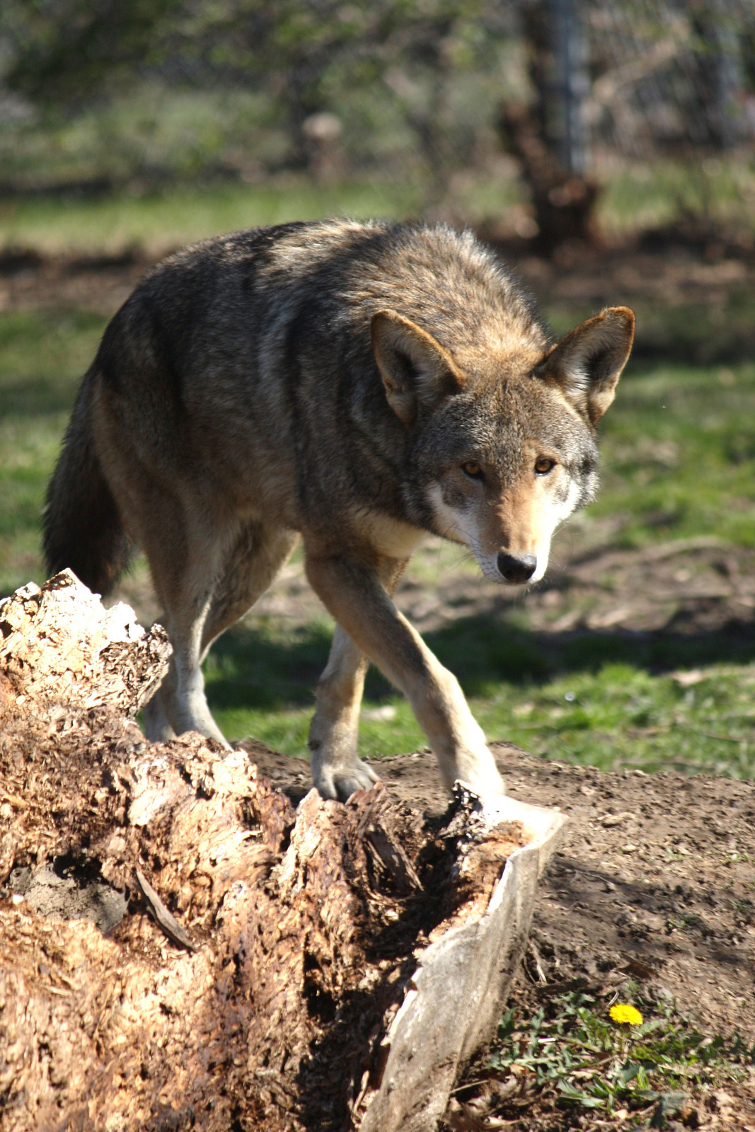 Red wolf Bruiser 719