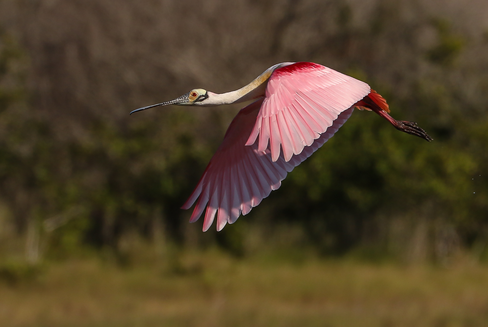 Rosiate Spoonbill