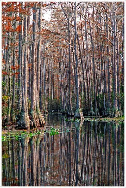 The Swamp Beckons Me