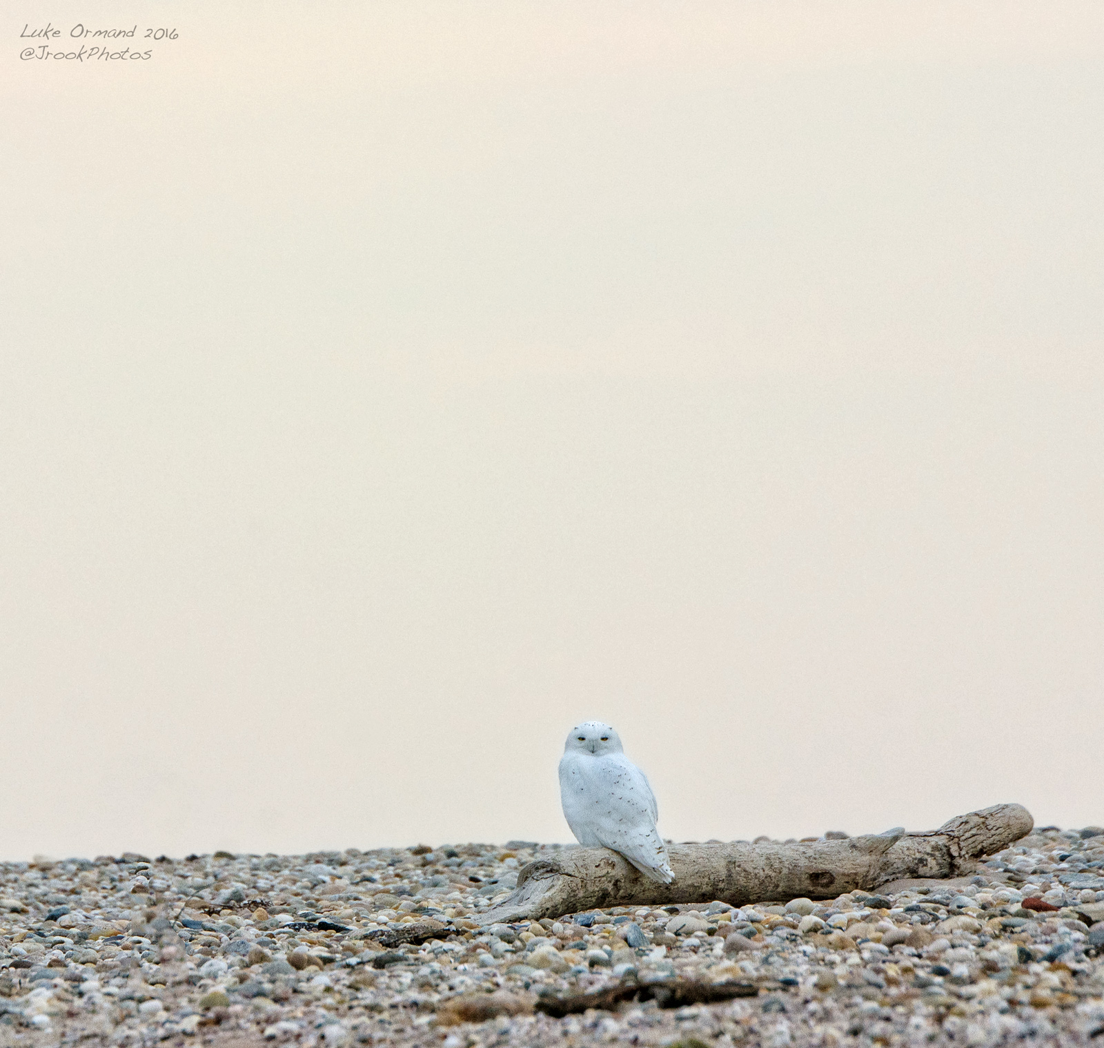 Lone Owl