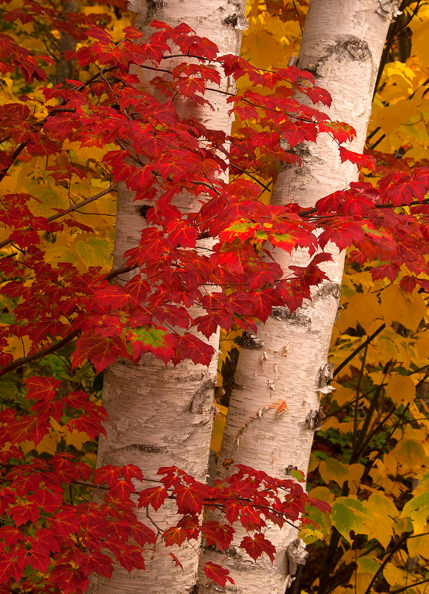 Birch & Red Maple