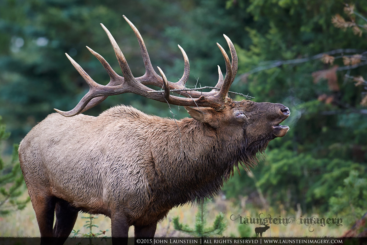 Rut Realities