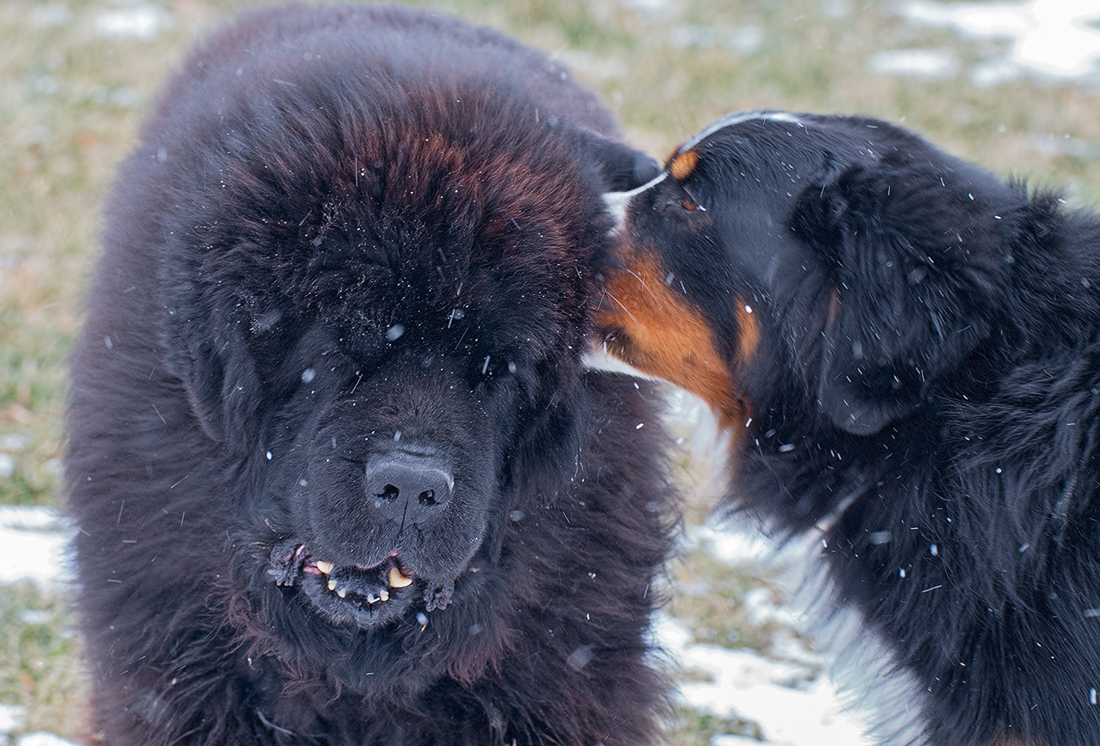 Canine Wet Willy
