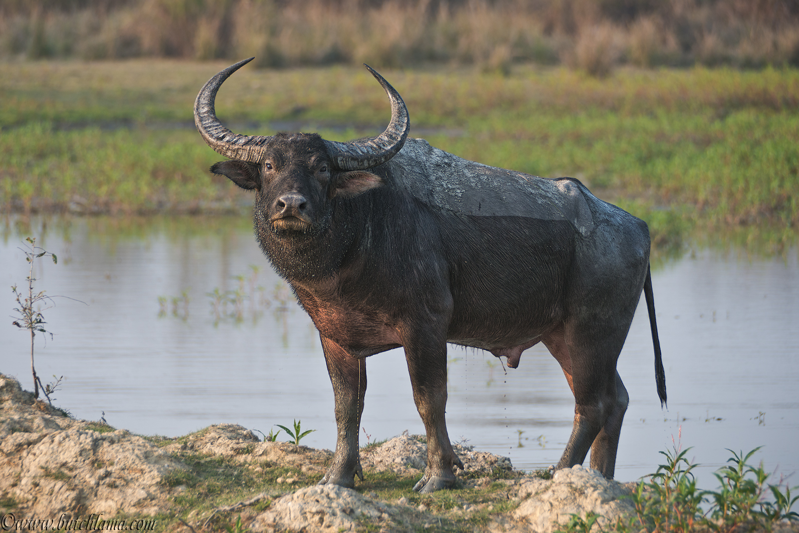 Wild Water Buffalo