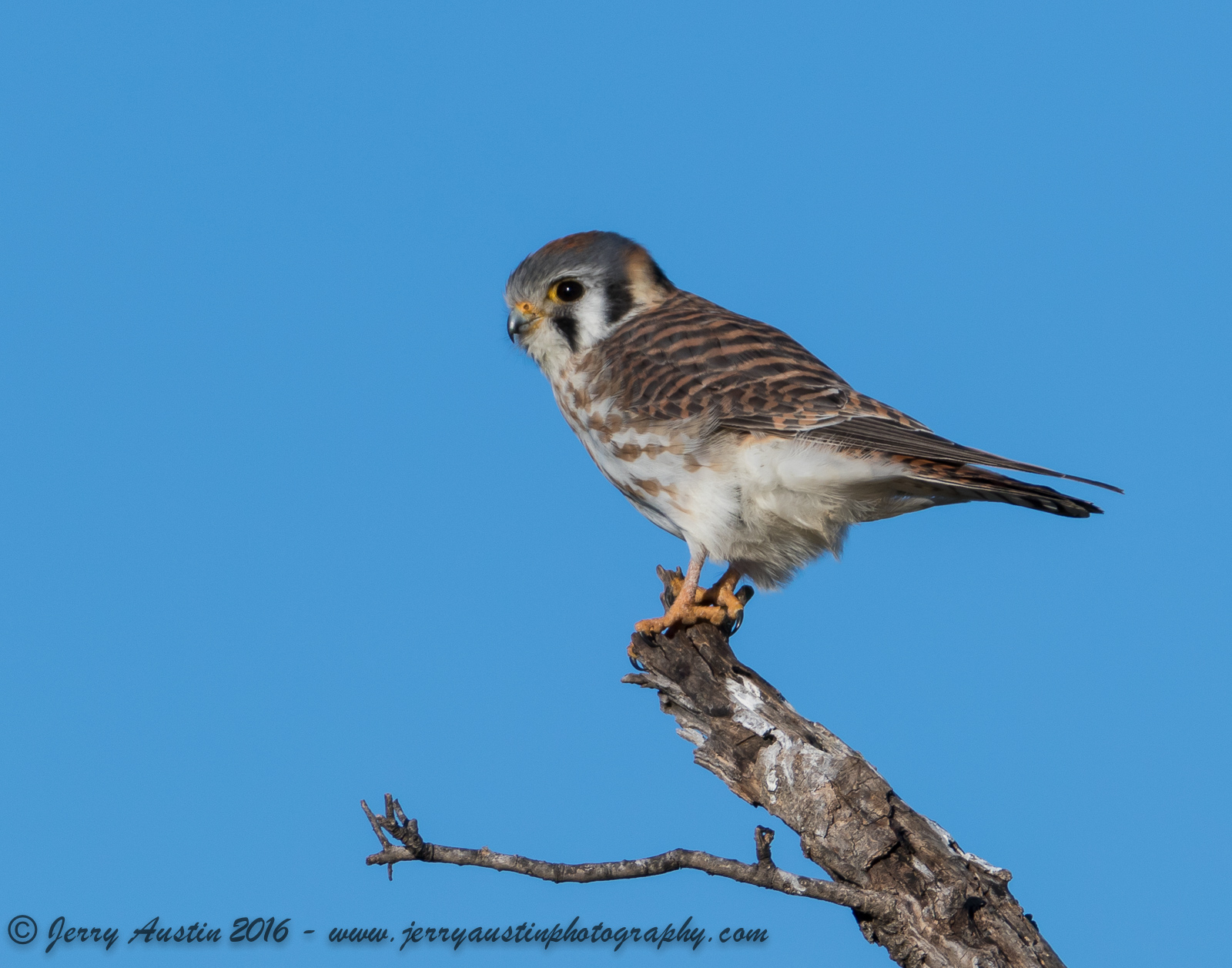 Texas Kestrel