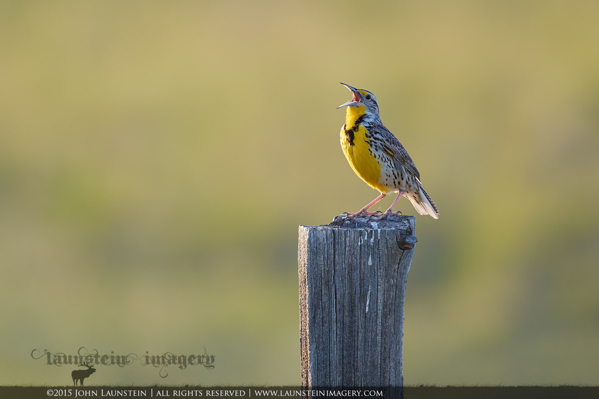 Singin' Lark