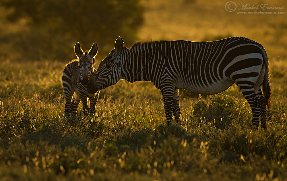 Mare and Foal