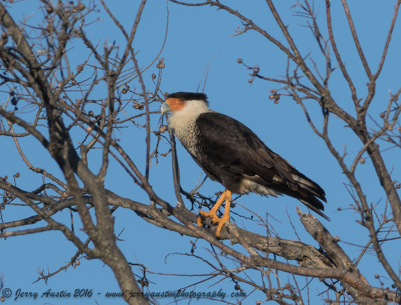 Texas Crested Caracara