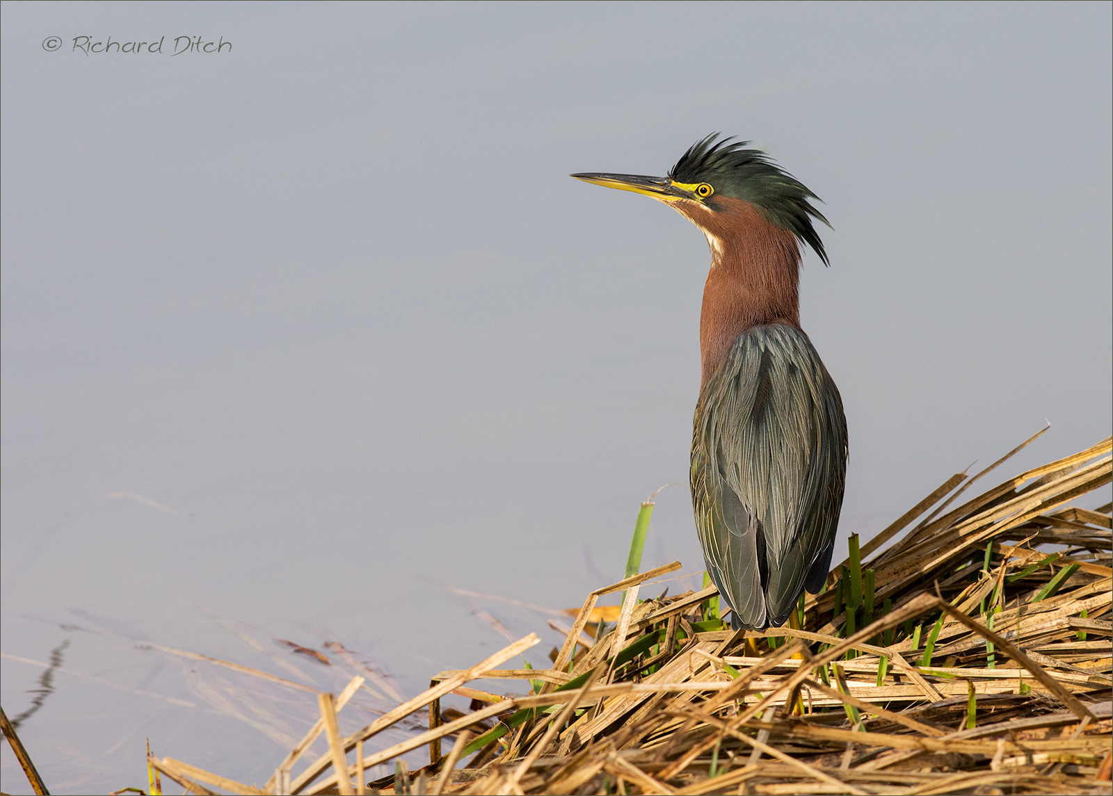 Green Heron