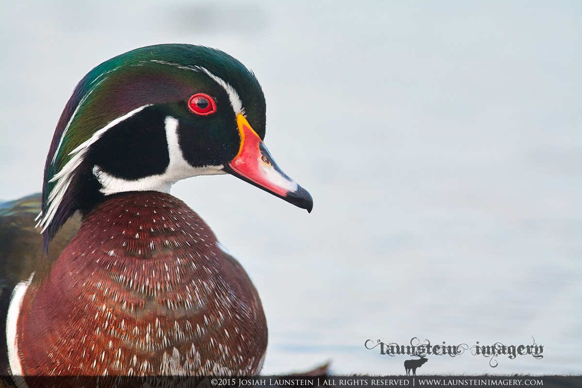 Wood Duck Portrait