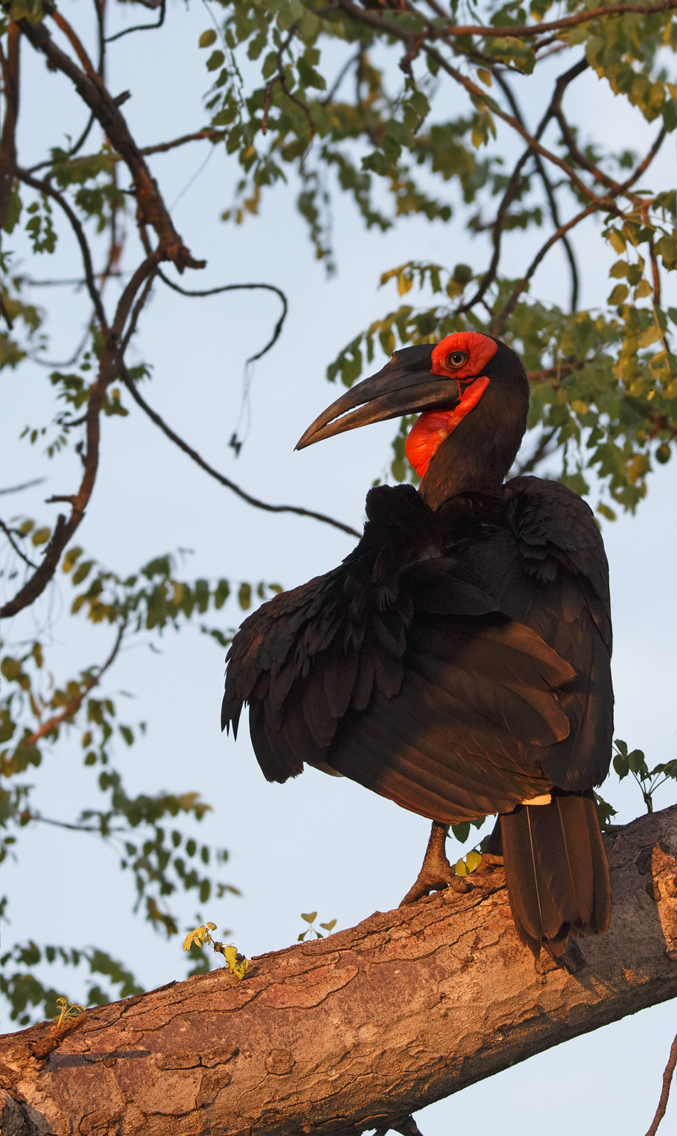 Southern Ground Hornbill
