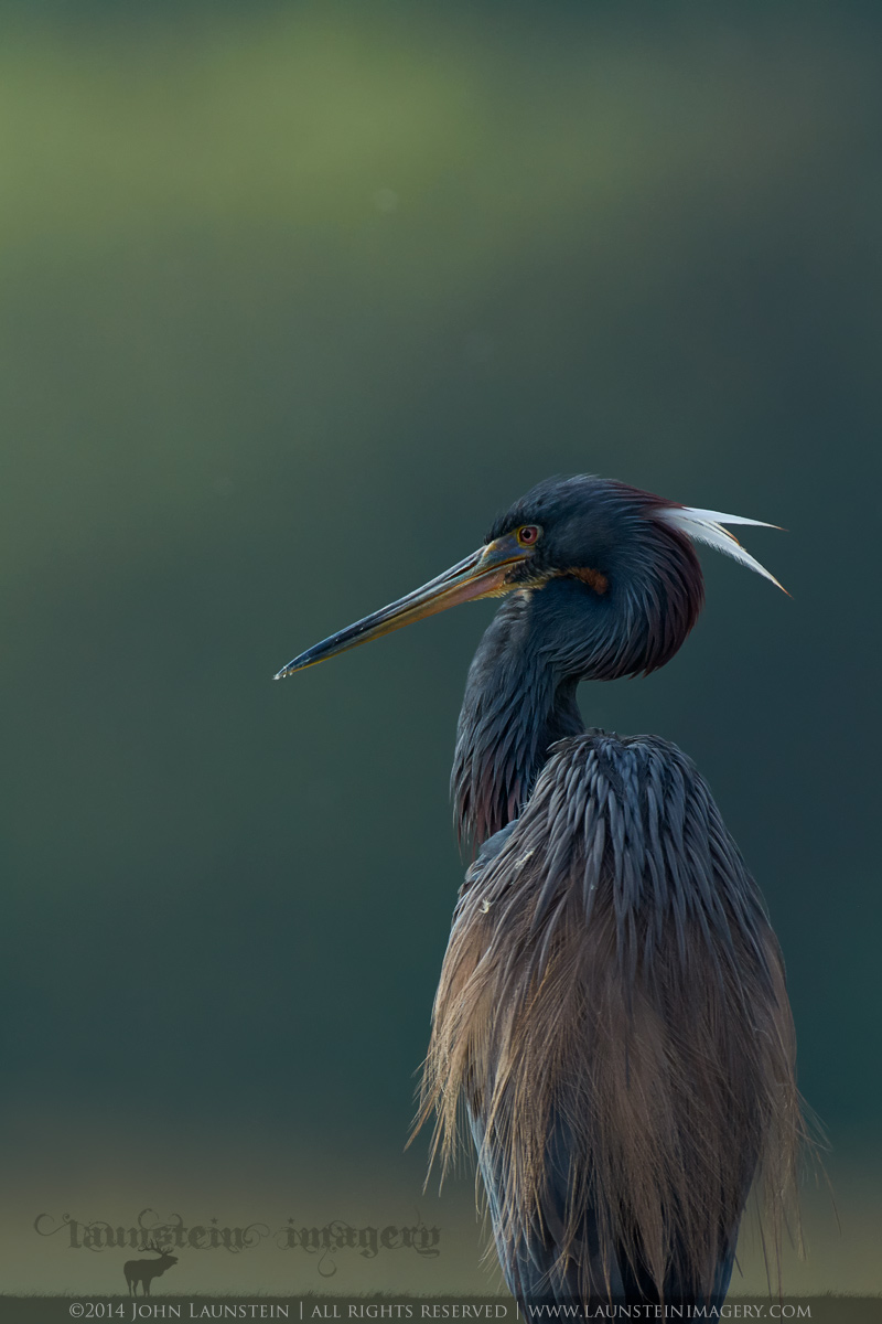 Tricolored Portrait II