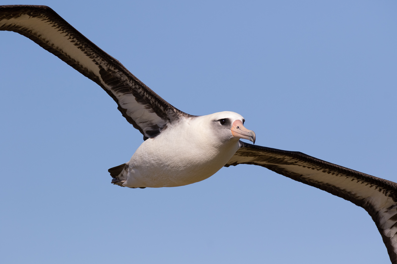 Laysan Albatross III