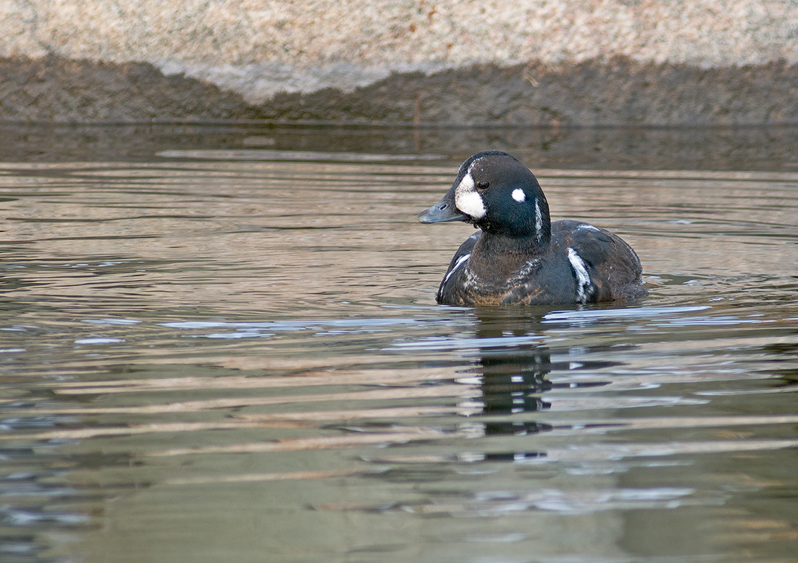 Harlequin Duck