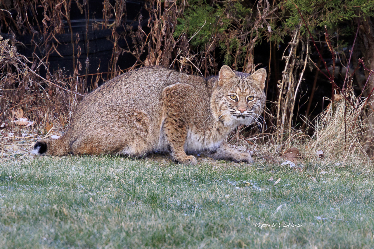 Bobcat At Home