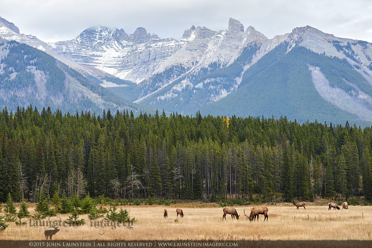 Rocky Mtn Elkscape + RP