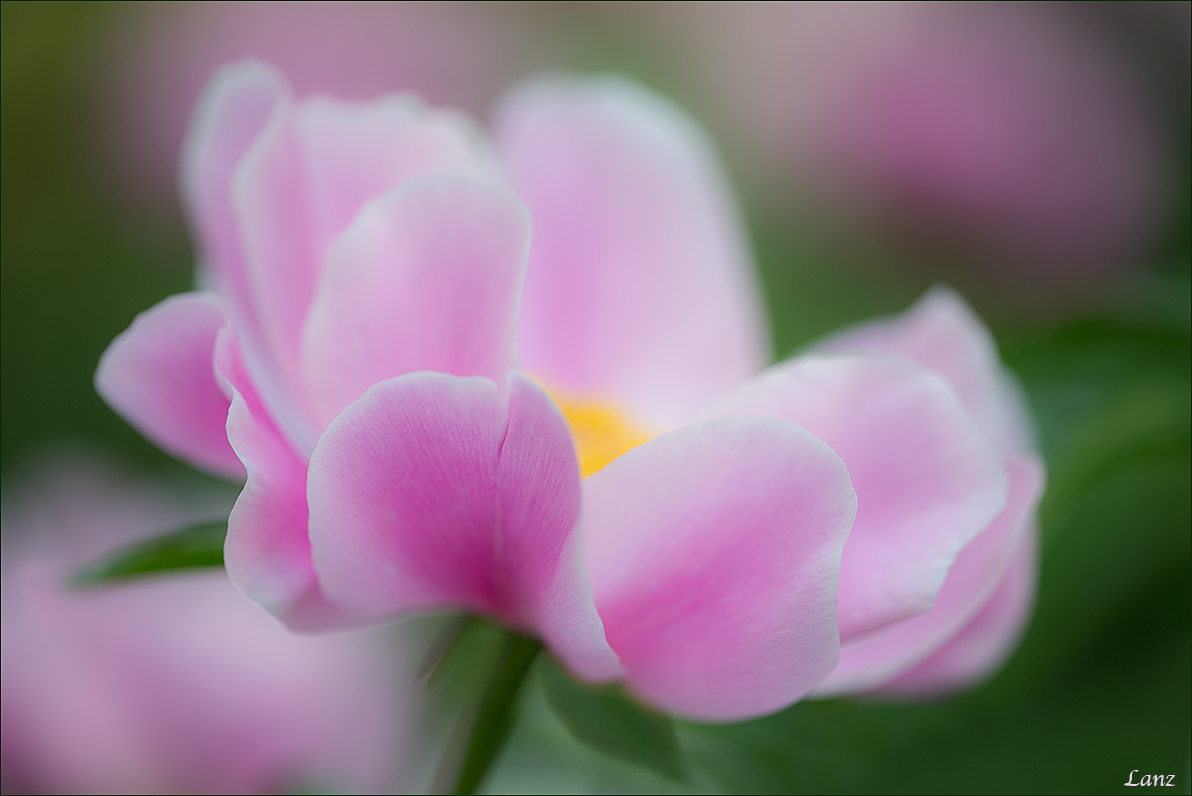 Peony 