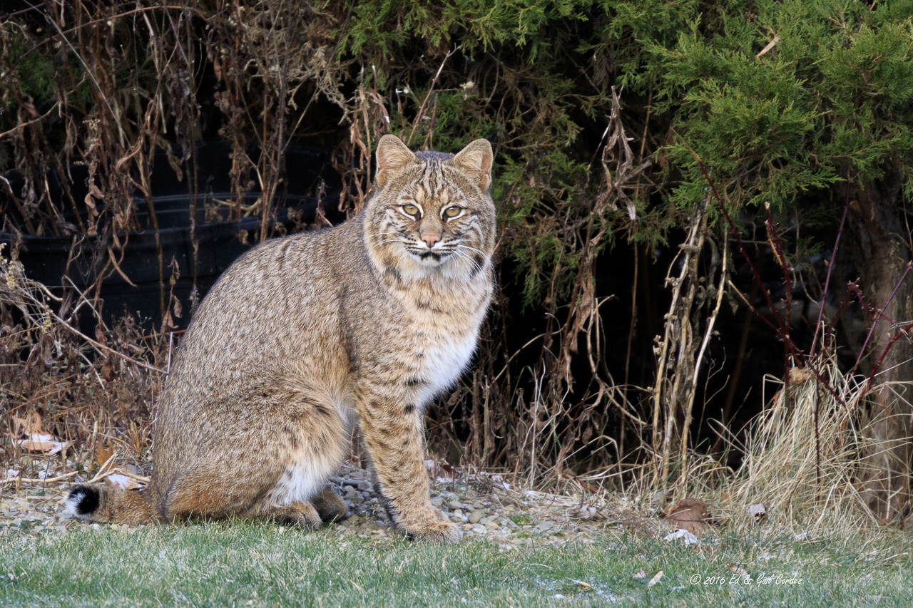 Bobcat At Home 2