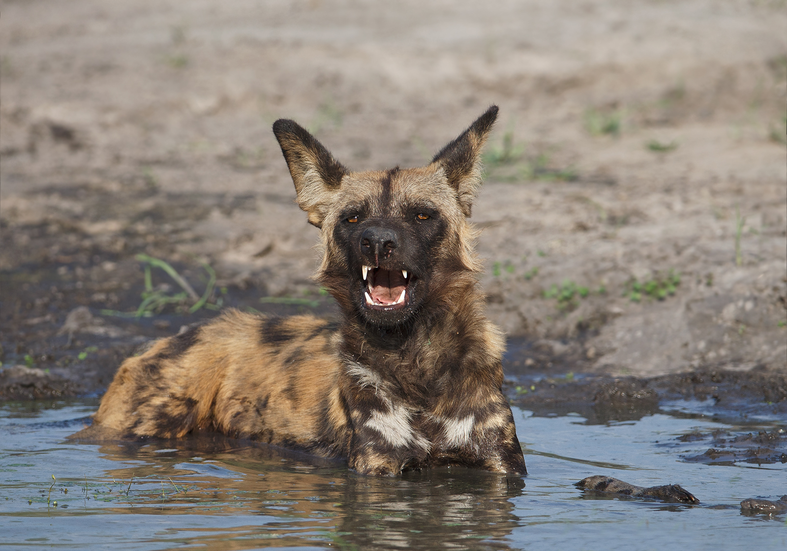Wild Dog