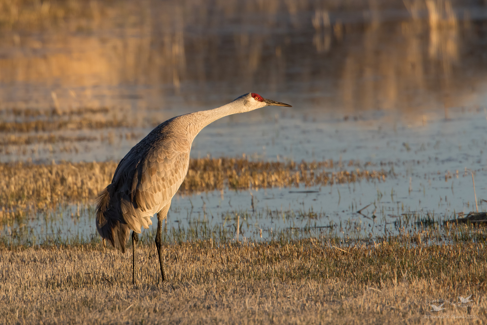 Malheur Sandhill II
