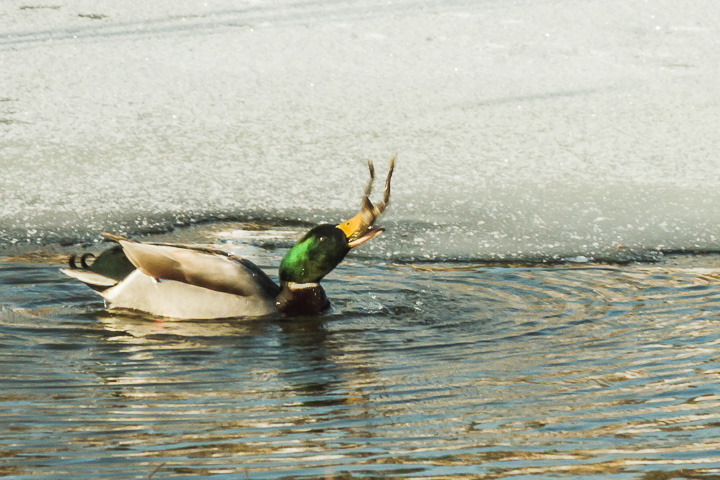 A Winter's Feast
