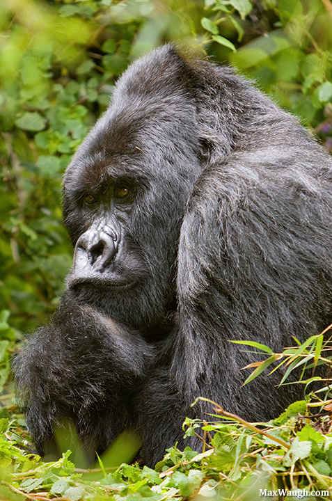 Silverback