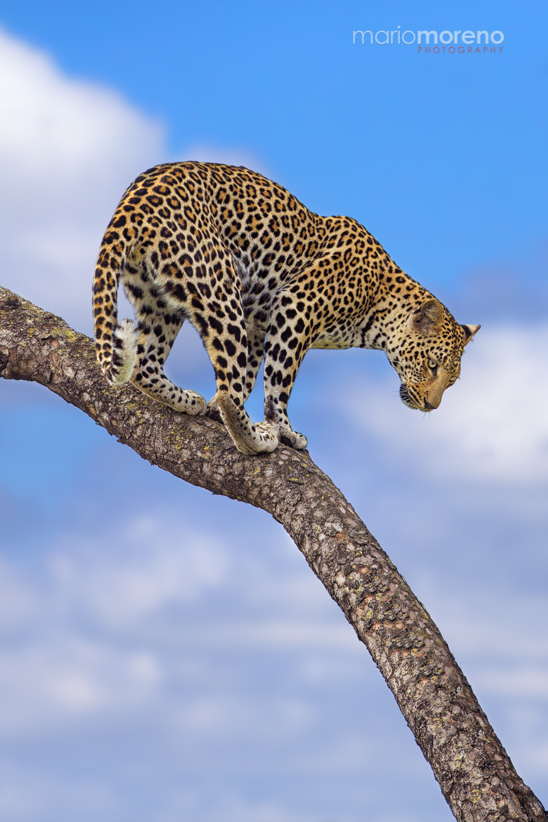 The Kruger Stalker