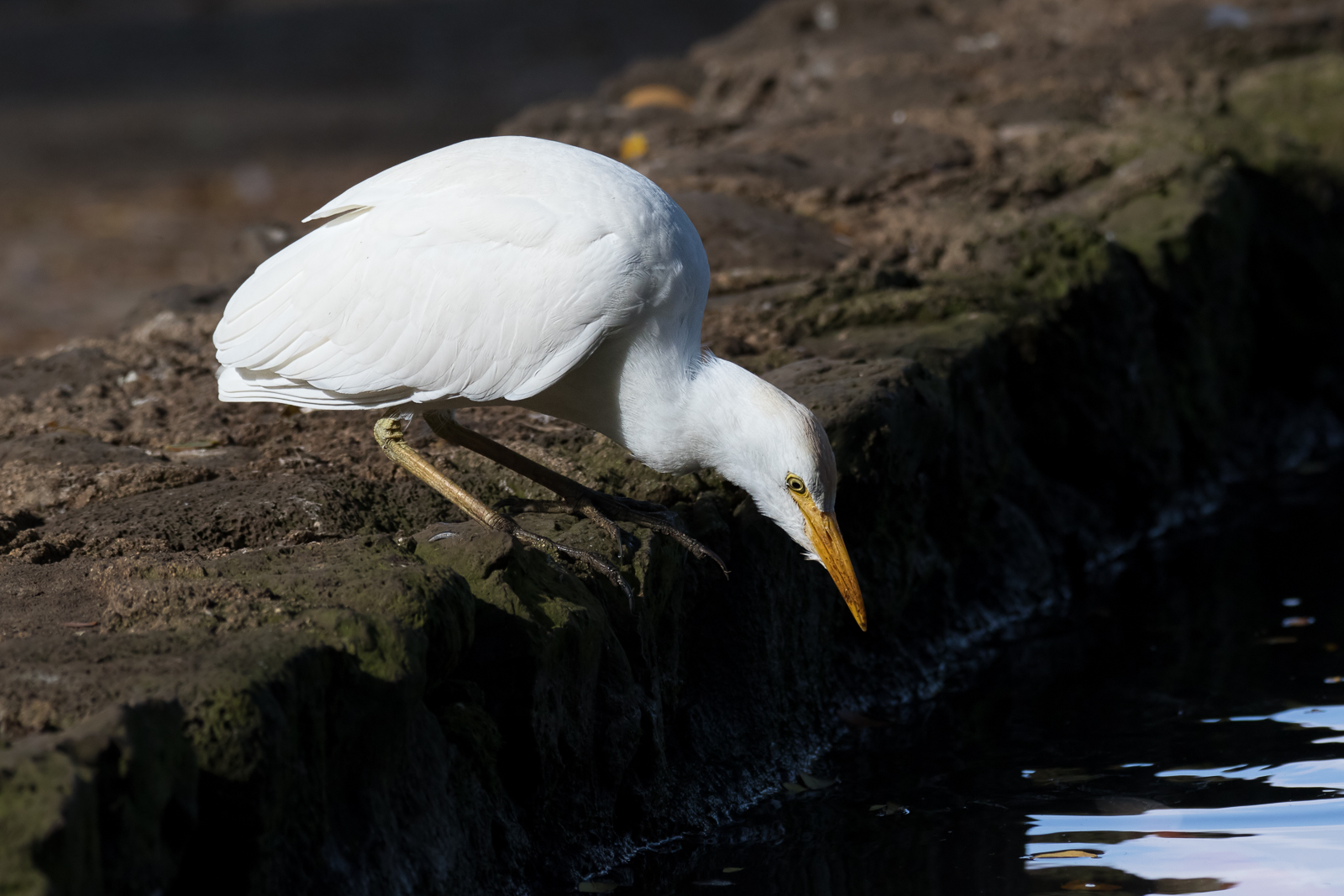 Cattle Egret