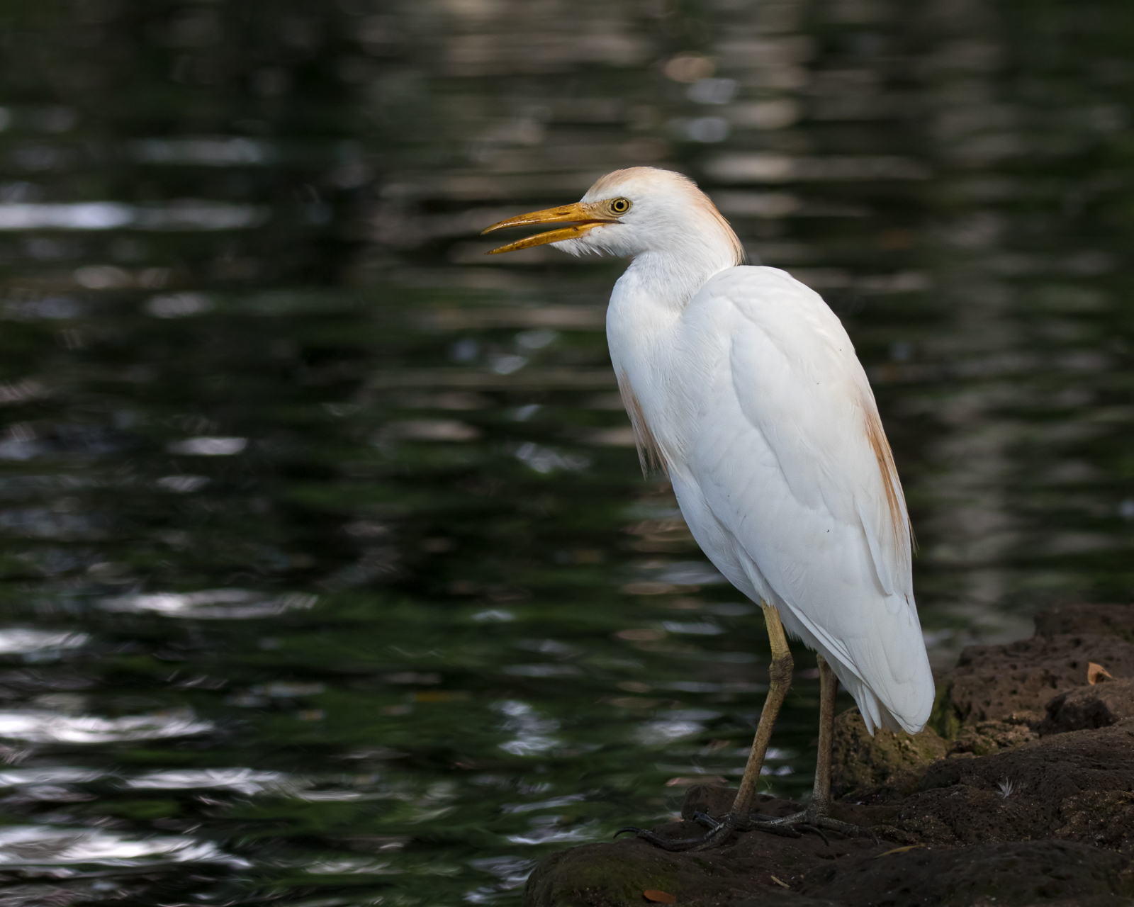 Cattle Egret