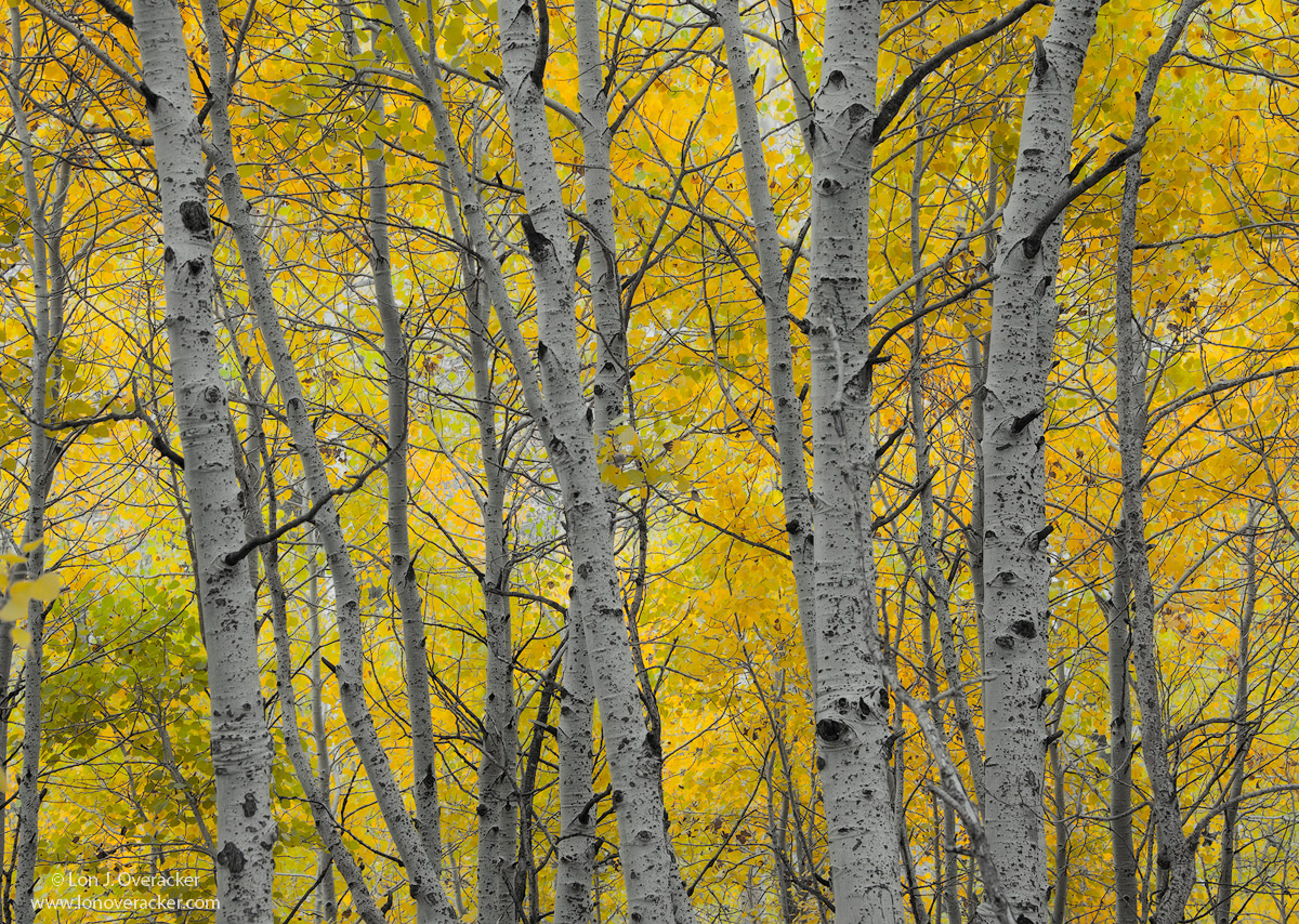 Aspens Galore
