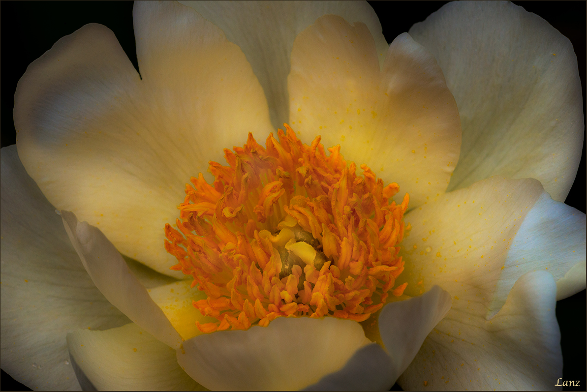 Peony 2