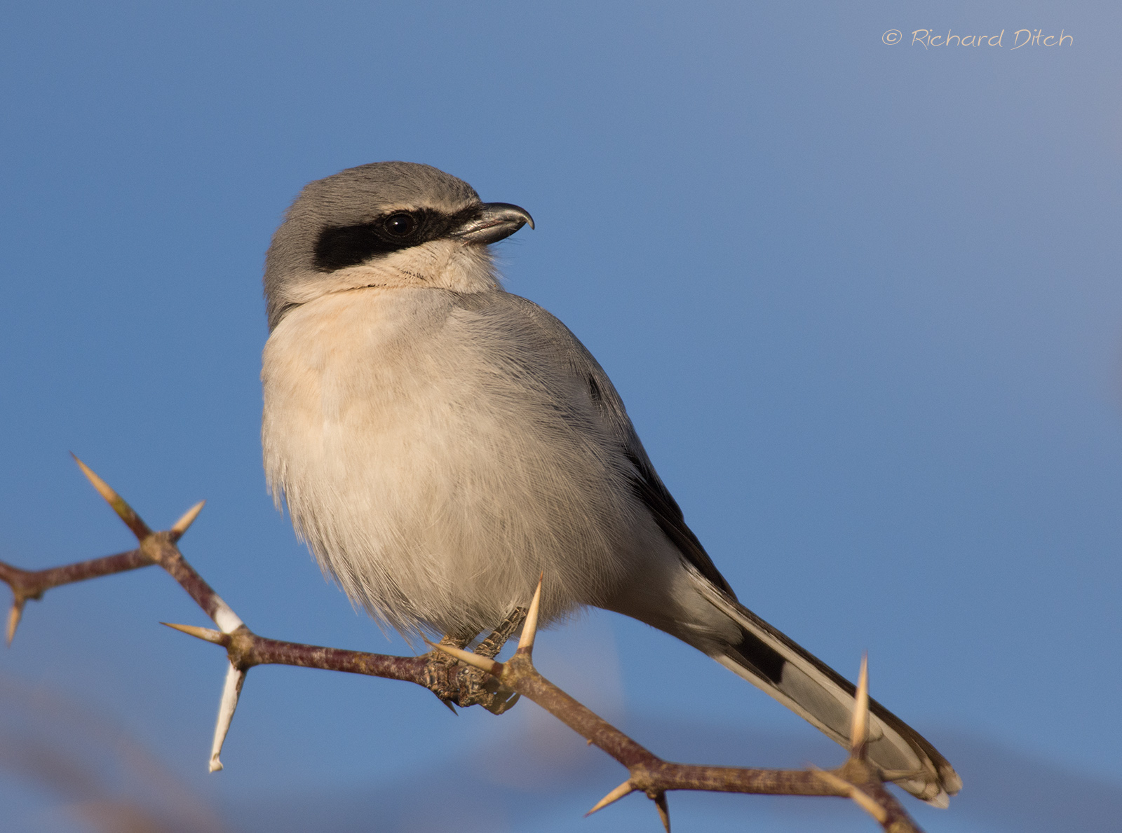 Loggerhead Shrike