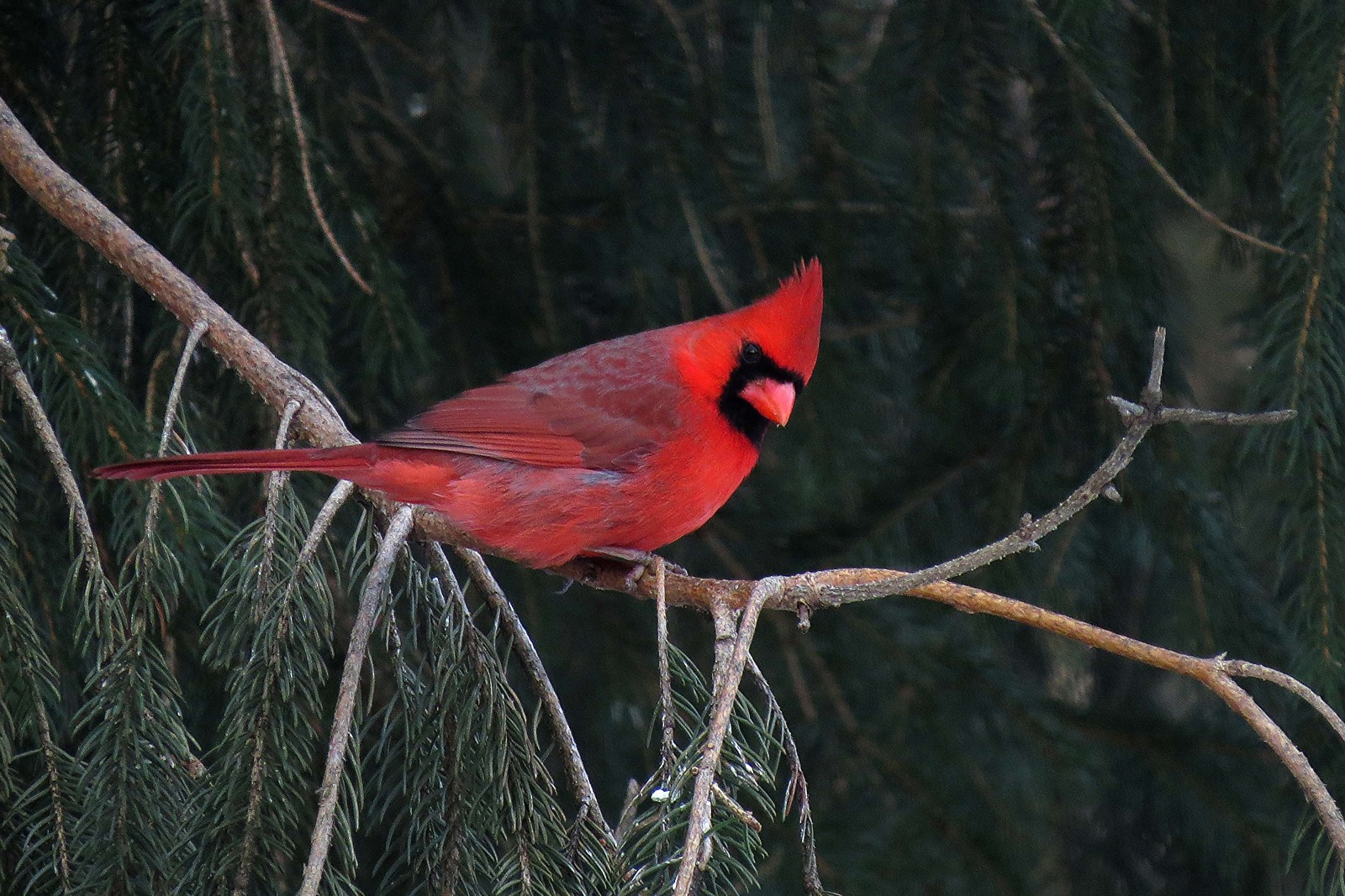 Norther Cardinal  Ill.