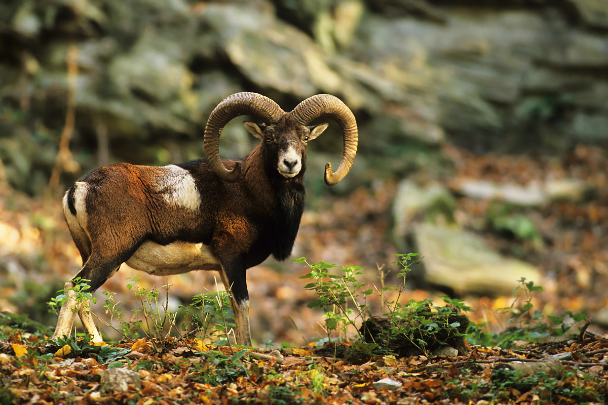 Mouflon