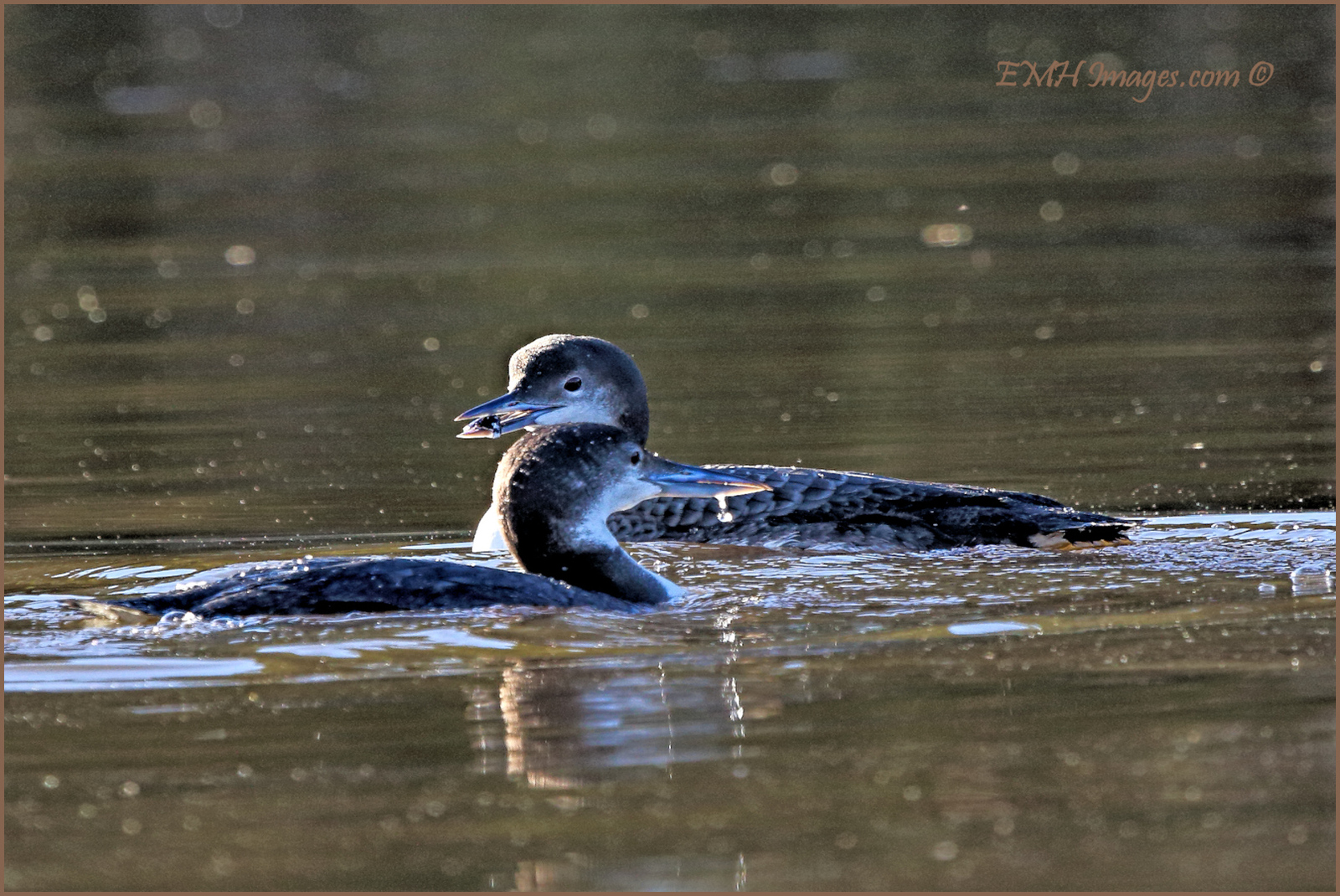 Looney Loons Repost