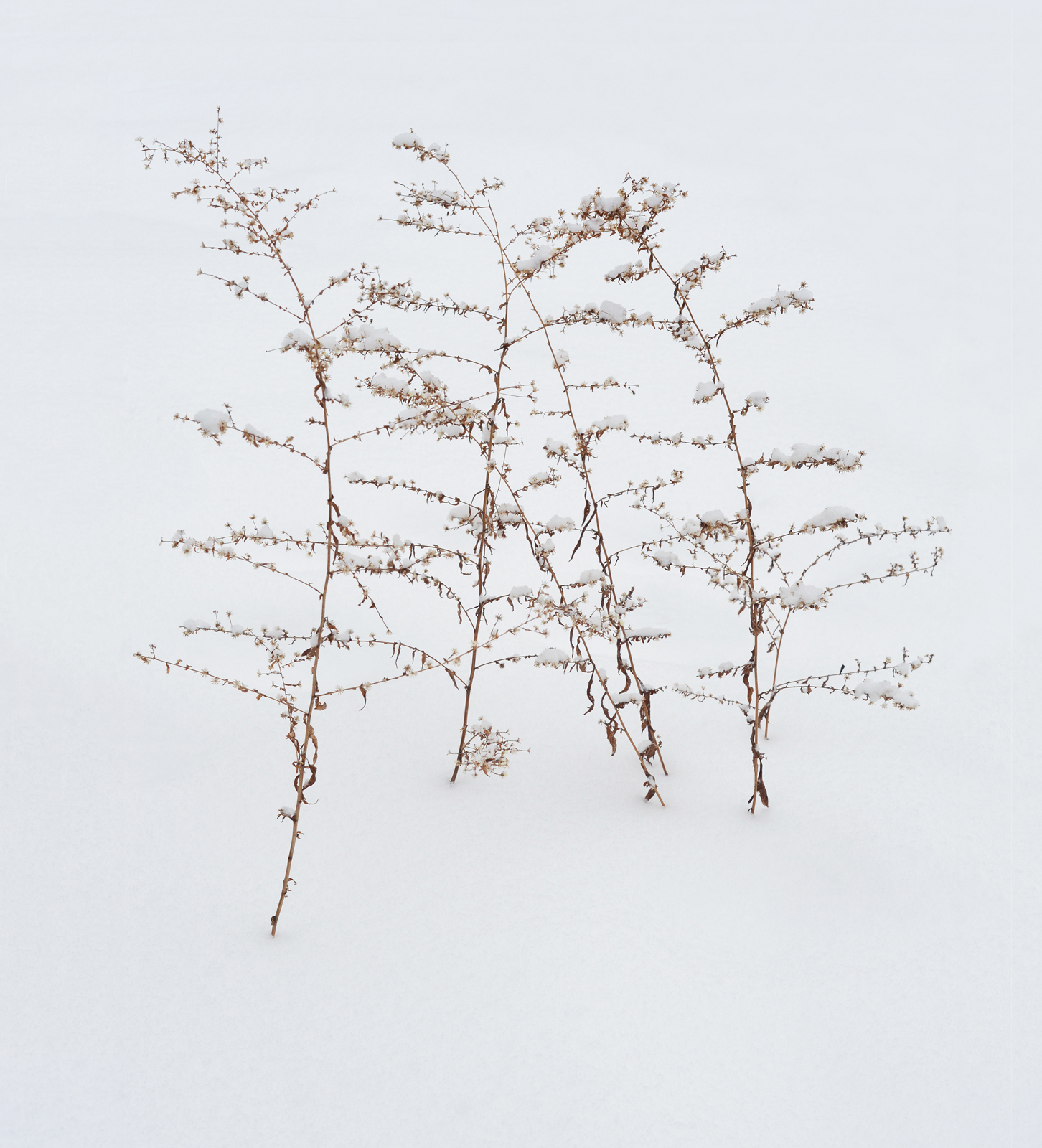 Winter dance