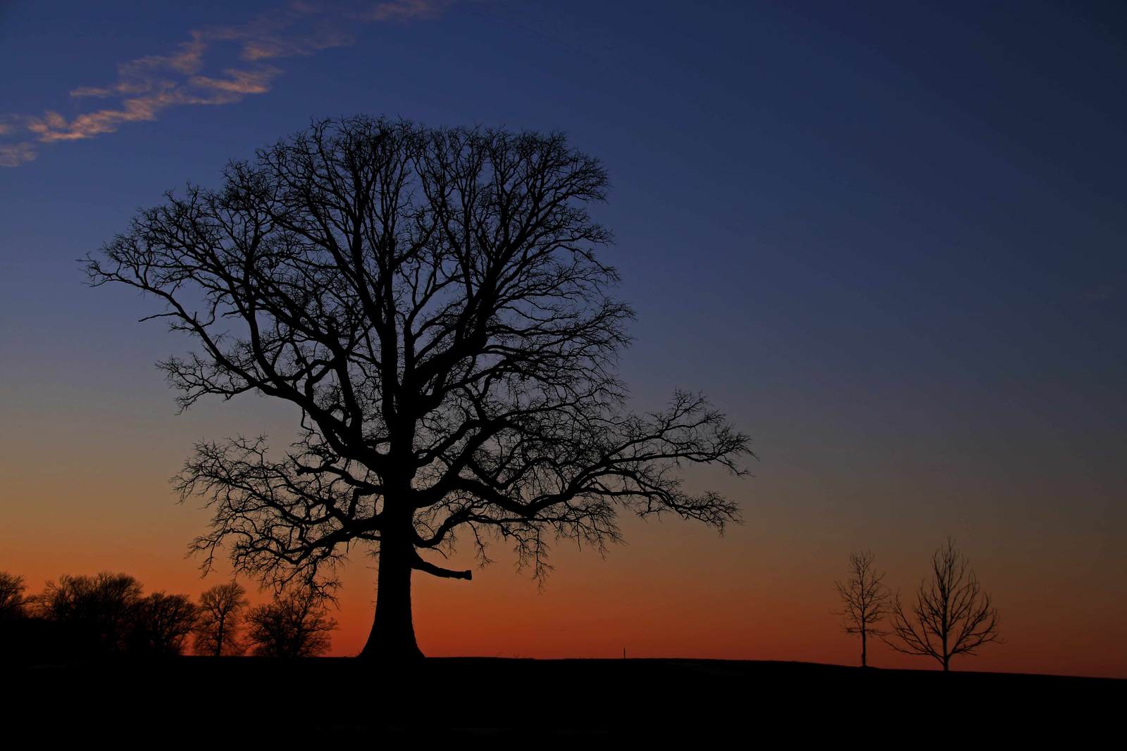 Old tree at sunset