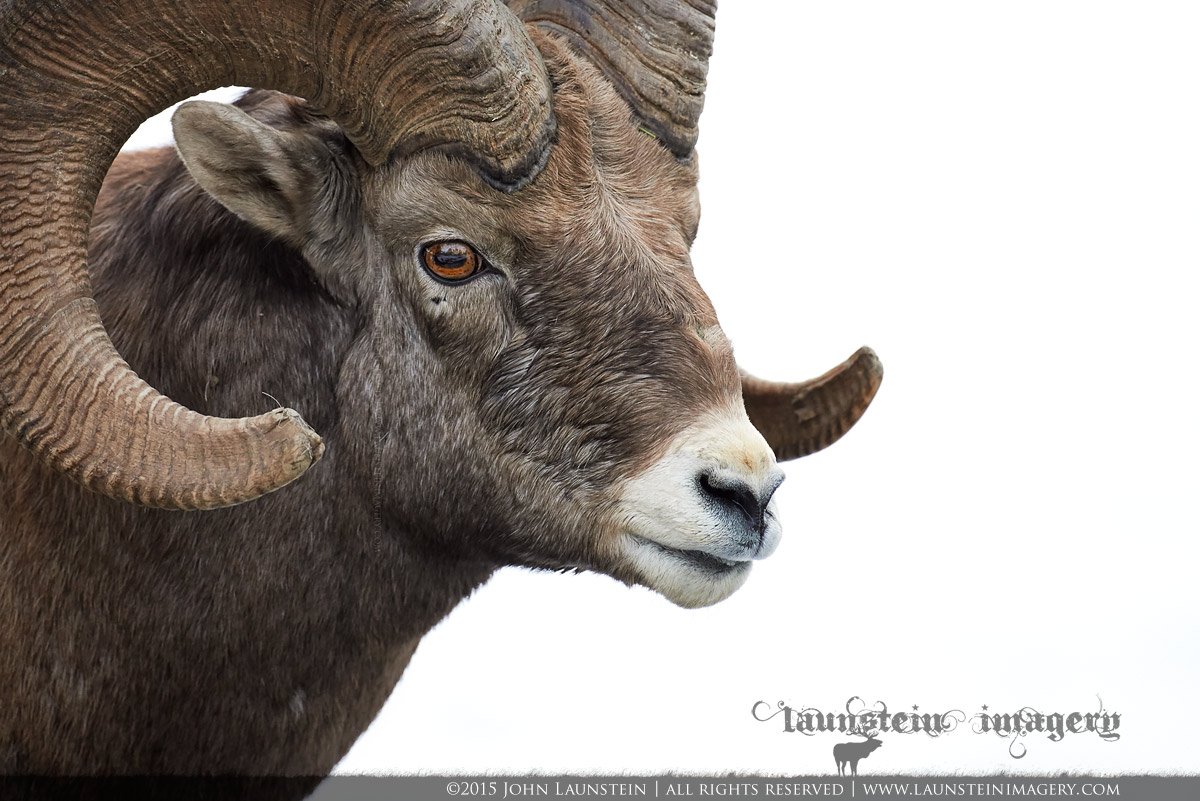 High Key Ram Portrait