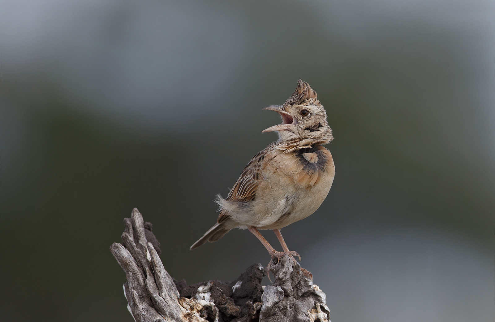 Rufous Naped Lark