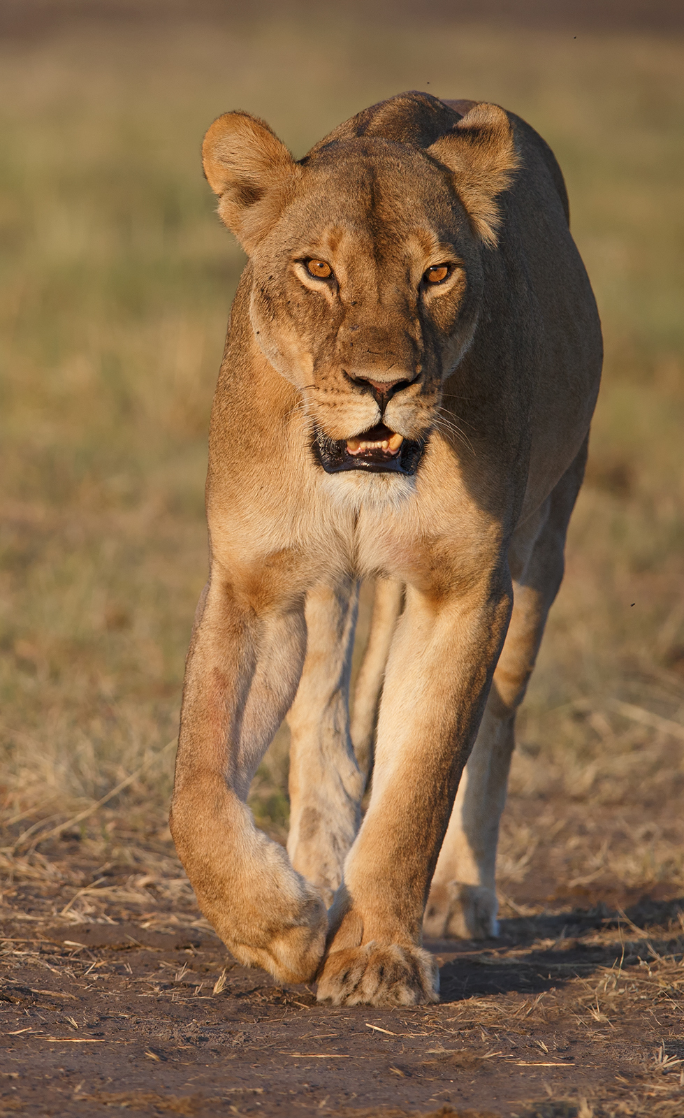 Lioness
