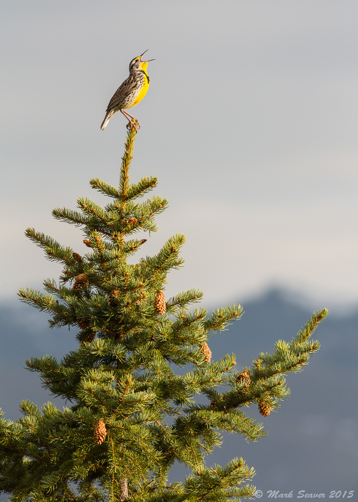Fullthroat Meadowlark #2