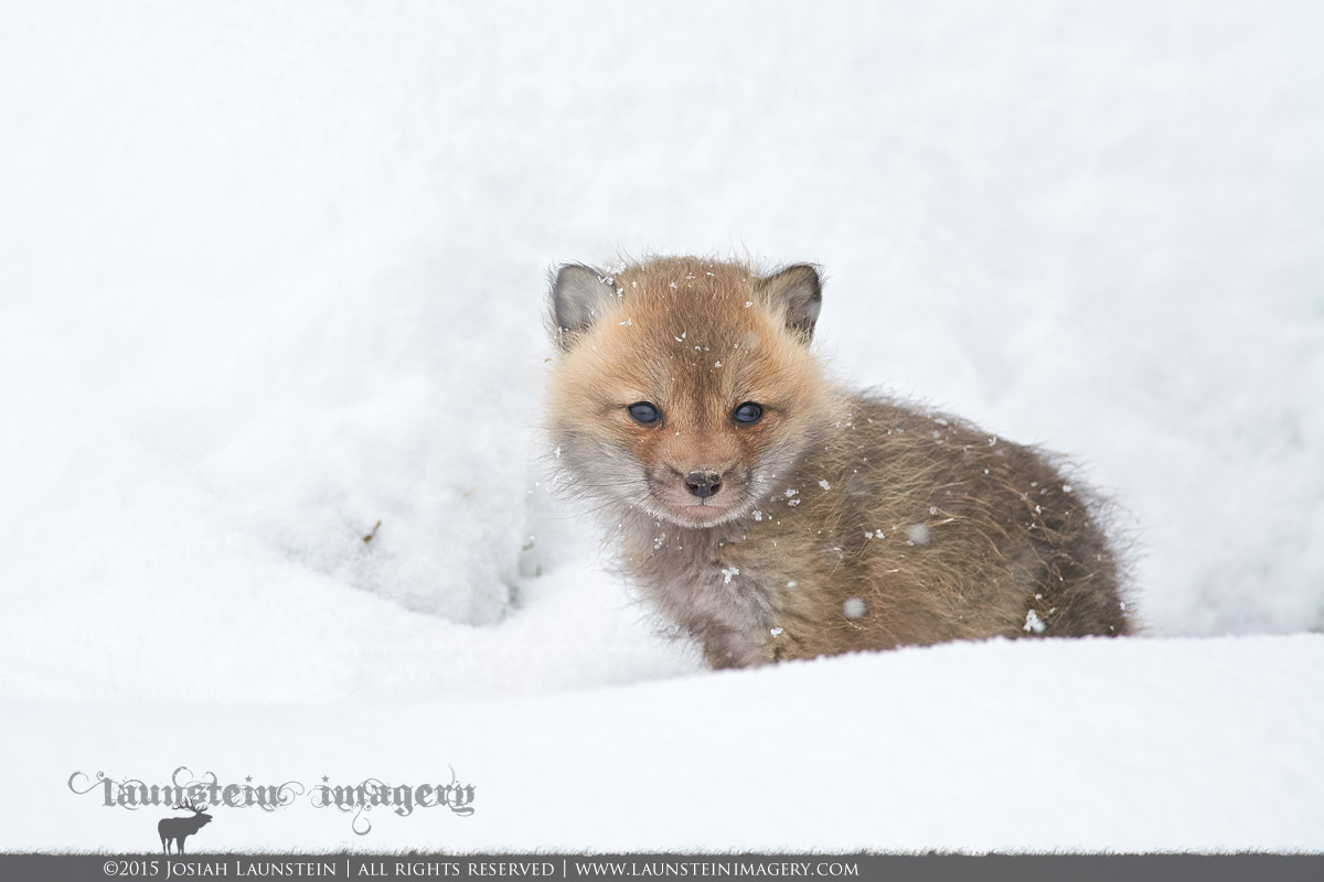 Snow Fox