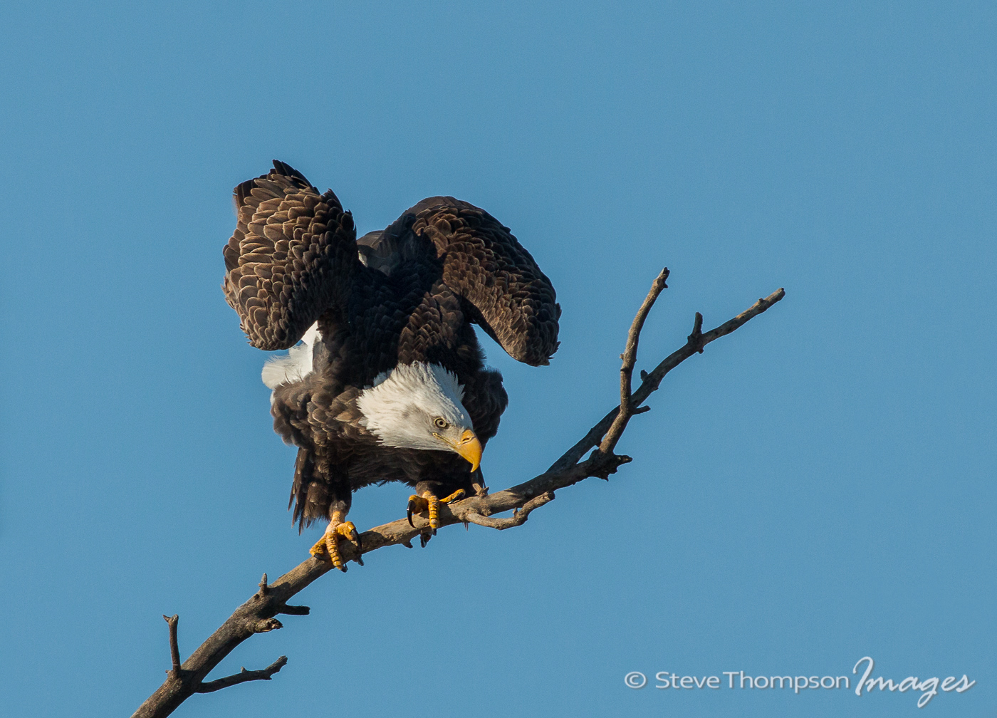 Eagle Pre-Launch