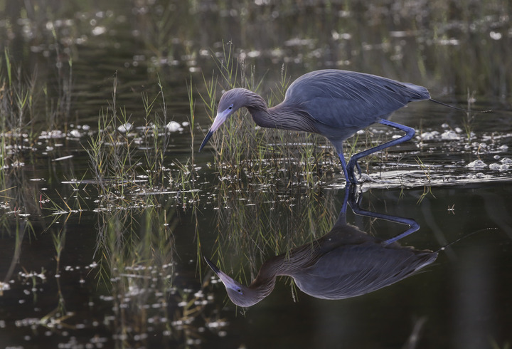 Reflections