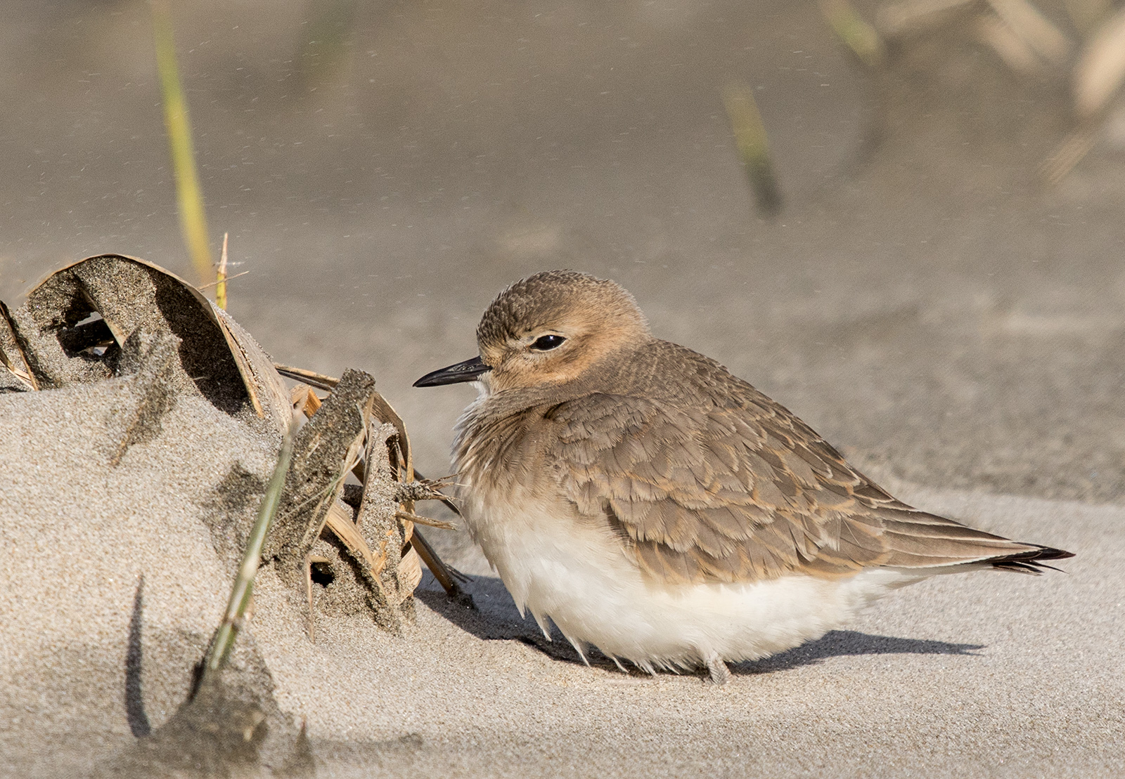 Mountain Plover