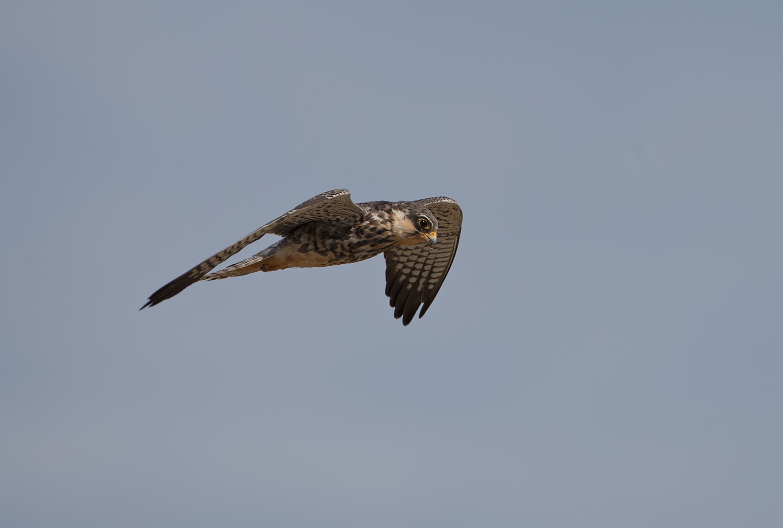 Eastern Red Footed Falco