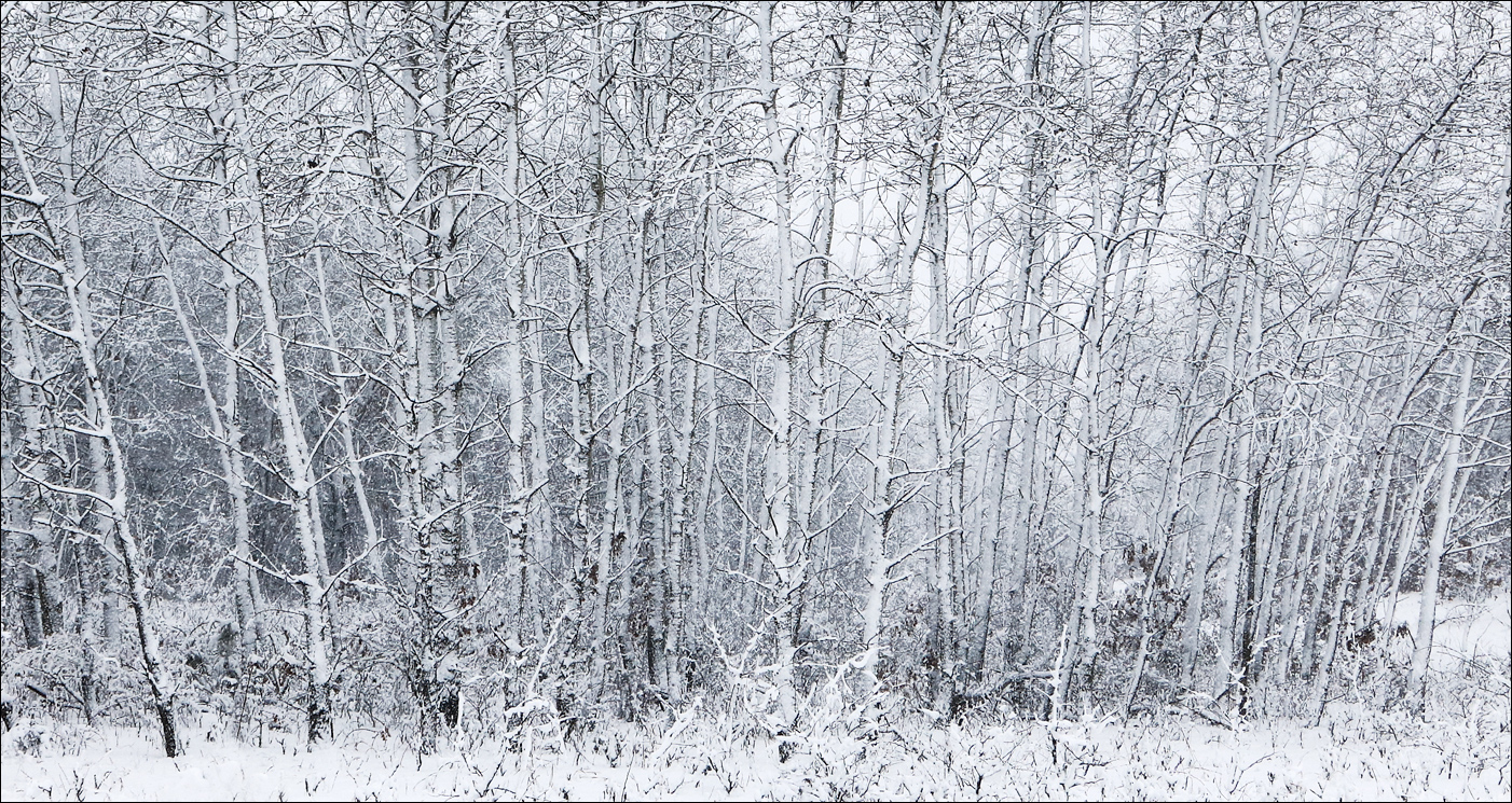  Snowy Birch
